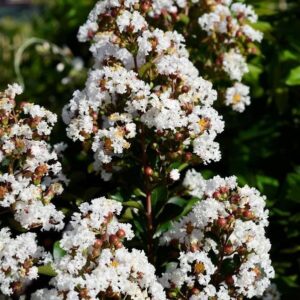 Fehér virágú kínai selyemmirtusz (Lagerstroemia indica 'Neige D'été')