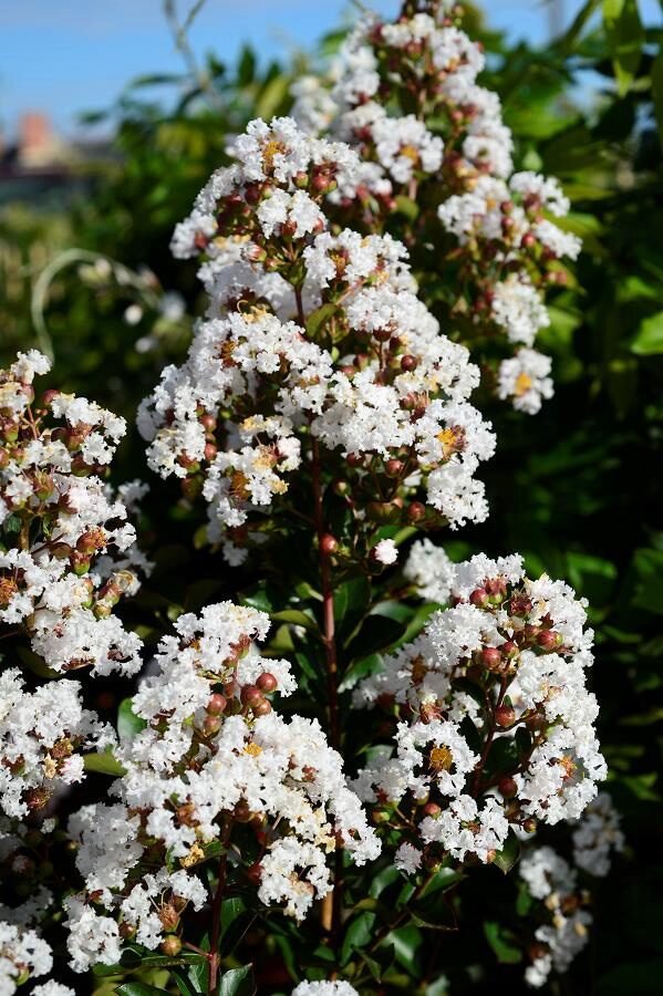 Fehér virágú kínai selyemmirtusz (Lagerstroemia indica 'Neige D'été')