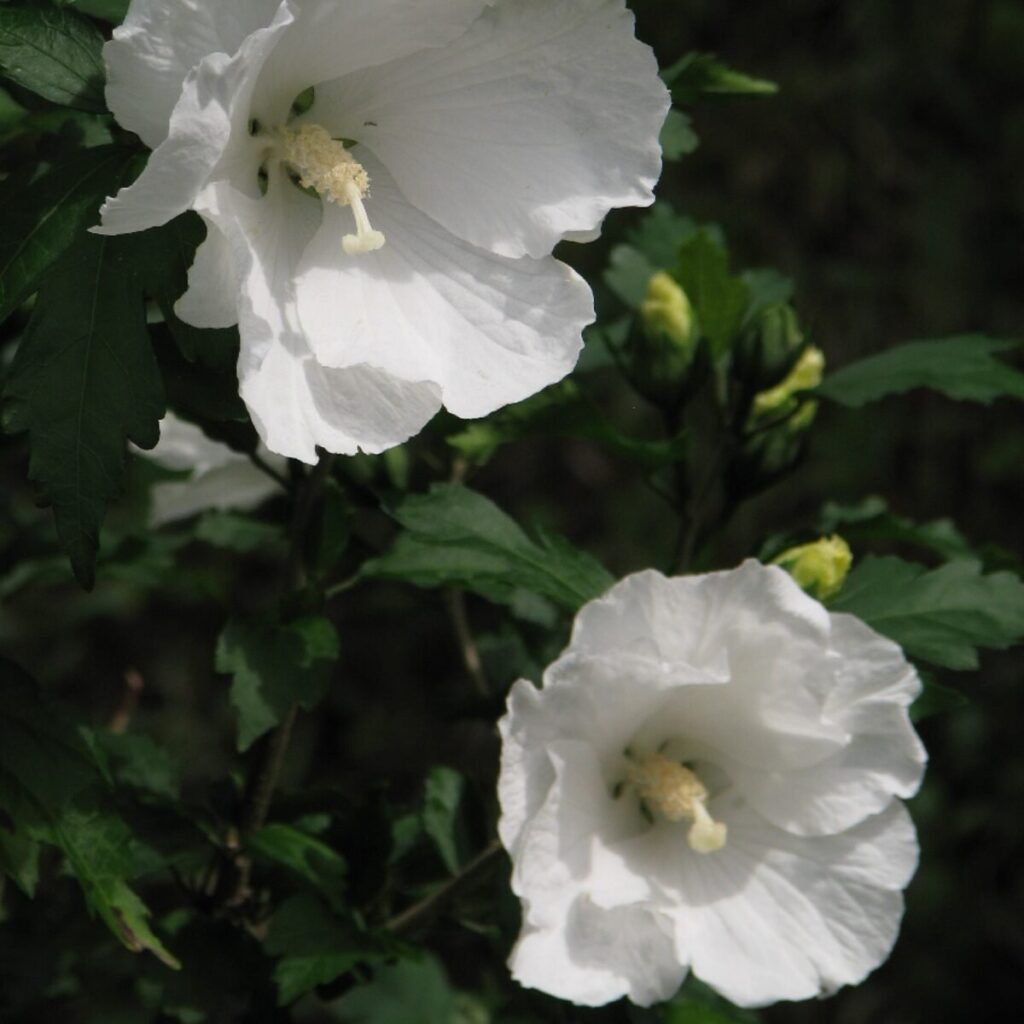 Fehér virágú mályvacserje (Hibiscus syriacus 'William R. Smith')