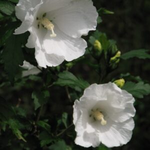 Fehér virágú mályvacserje (Hibiscus syriacus 'William R. Smith')