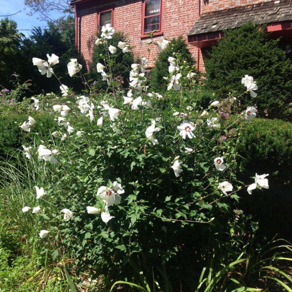 Fehér virágú mályvacserje (Hibiscus syriacus 'William R. Smith')