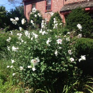 Fehér virágú mályvacserje (Hibiscus syriacus 'William R. Smith')