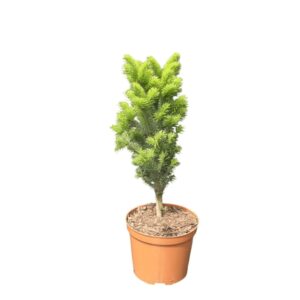 Fehérfenyő (Abies alba 'Pyramidalis')