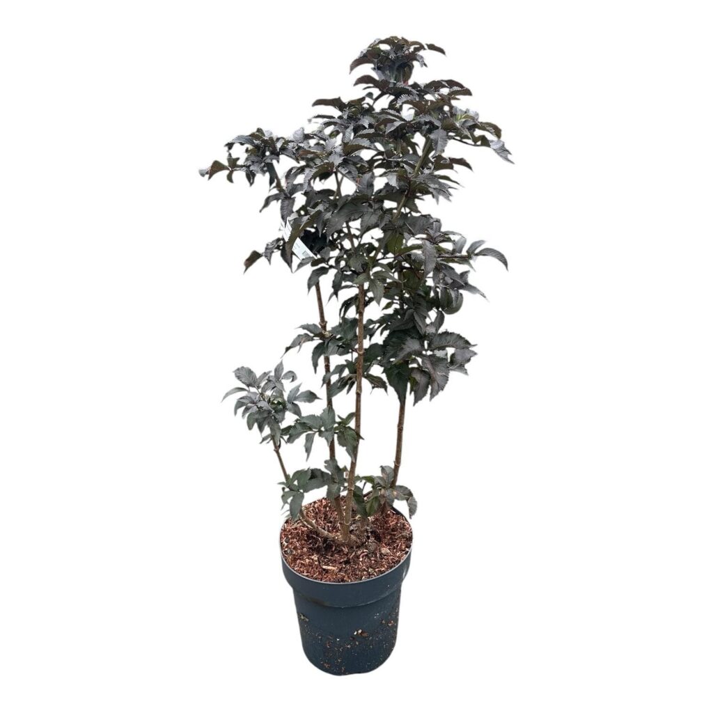 Fekete bodza (Sambucus nigra 'Black Tower')