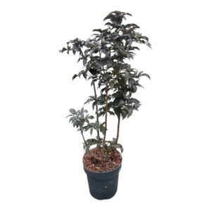 Fekete bodza (Sambucus nigra 'Black Tower')