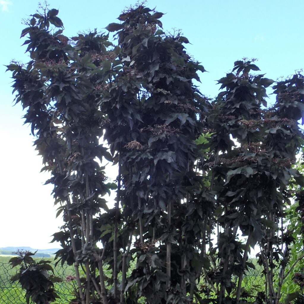 Fekete bodza (Sambucus nigra 'Black Tower')