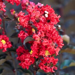 Fekete levelű selyemmirtusz (Lagerstroemia indica 'Black Diamond')