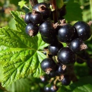 Fekete ribizli (Ribes nigrum 'Fertődi 1')