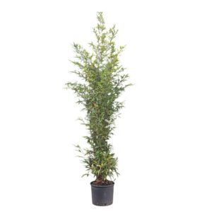 Fekete szárú bambusz (Phyllostachys nigra)