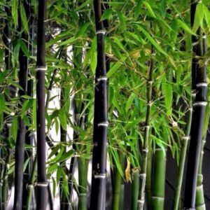 Fekete szárú bambusz (Phyllostachys nigra)