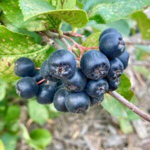 Fekete termésű berkenye (Aronia prunifolia 'Viking')