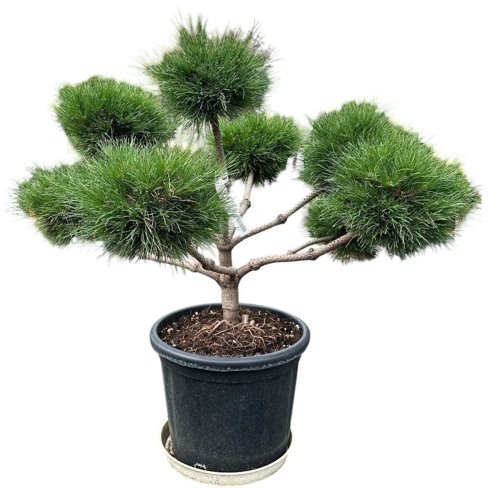 Feketefenyő (Pinus nigra 'Brepo')