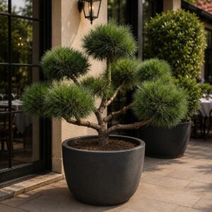 Feketefenyő (Pinus nigra 'Brepo')
