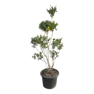 Fényeslevelű fagyal (Ligustrum ovalifolium)