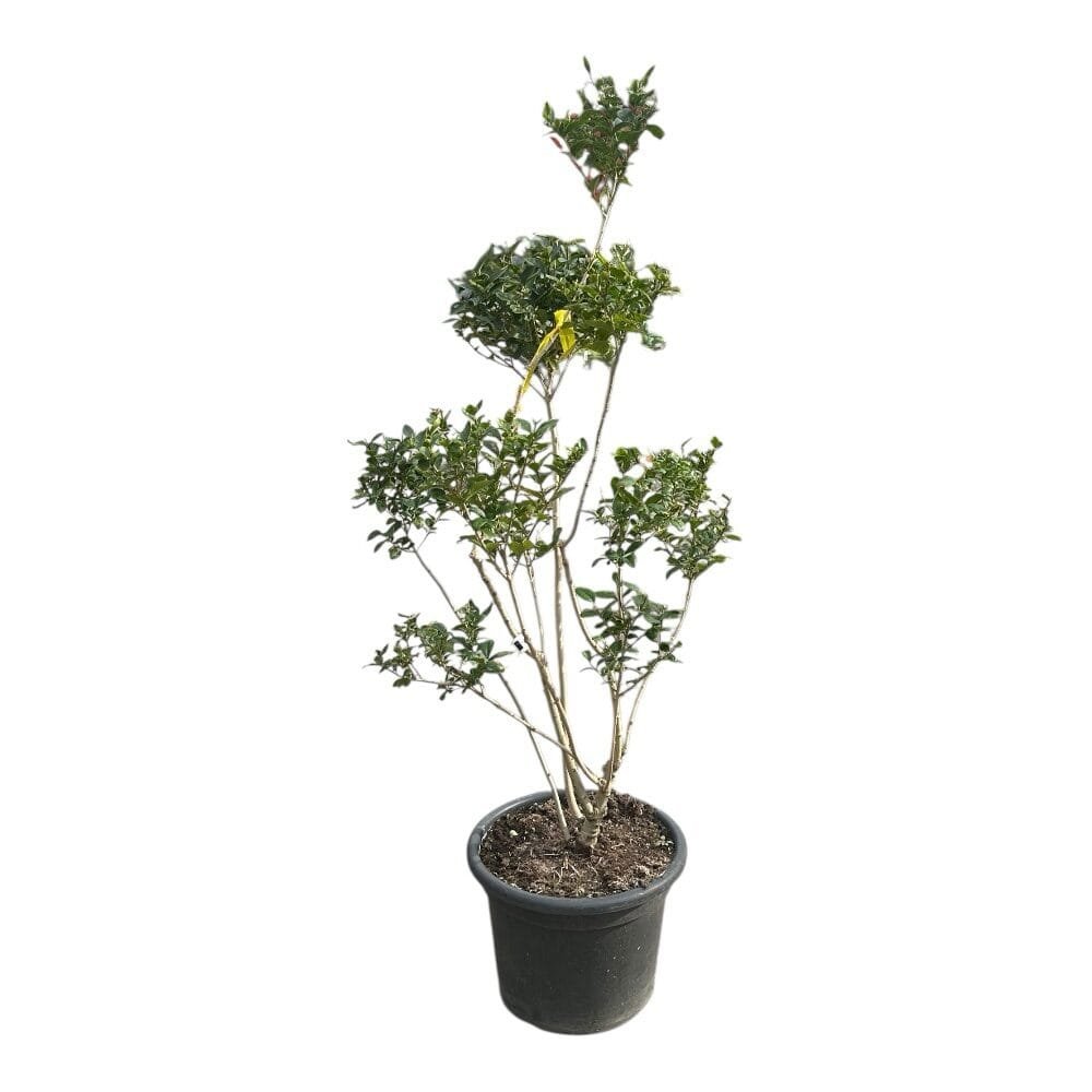 Fényeslevelű fagyal (Ligustrum ovalifolium)