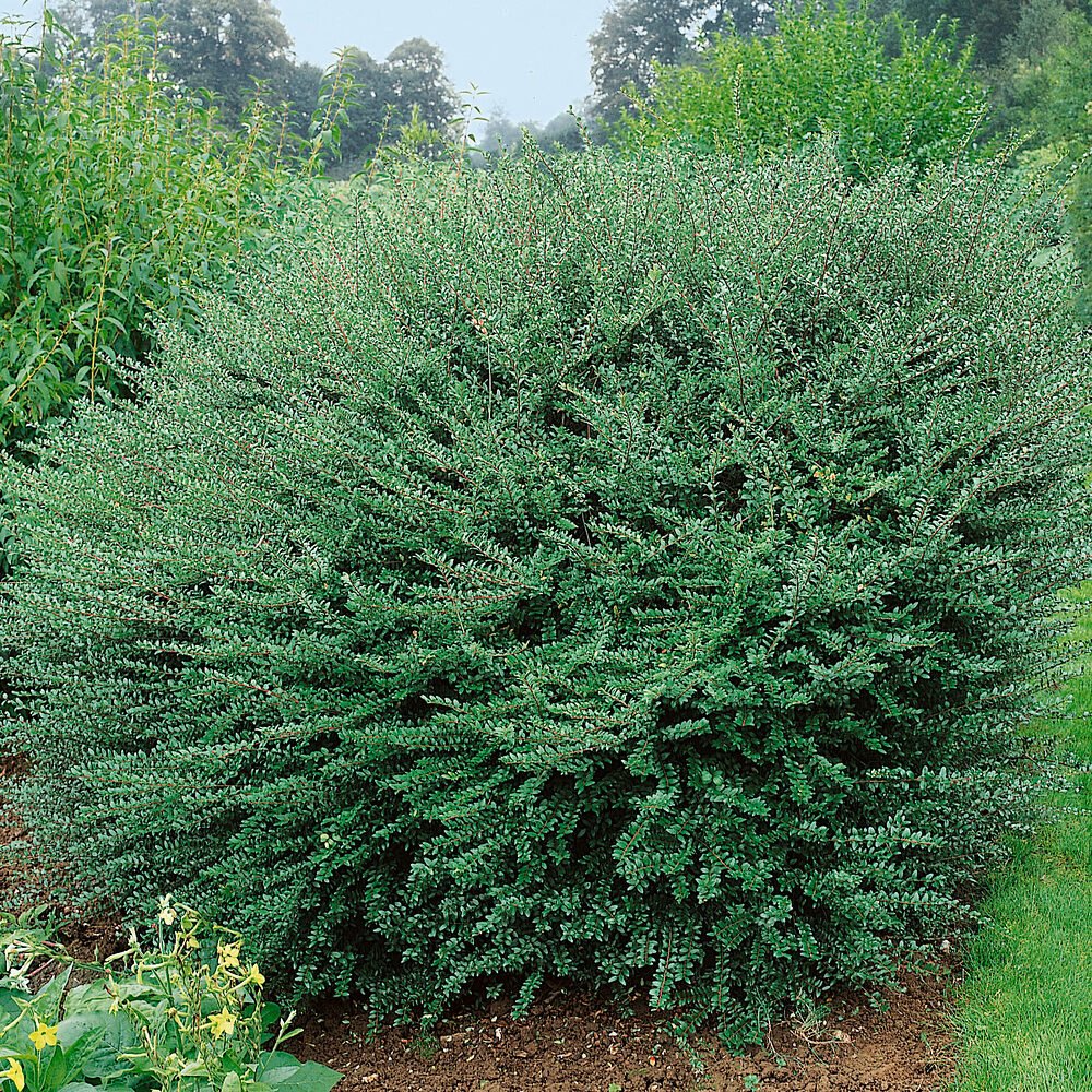 Fényeslevelű lonc (Lonicera nitida 'Hohenheimer Findling')