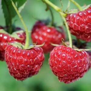 Fertődi zamatos málna (Rubus idaeus 'Fertődi Zamatos')