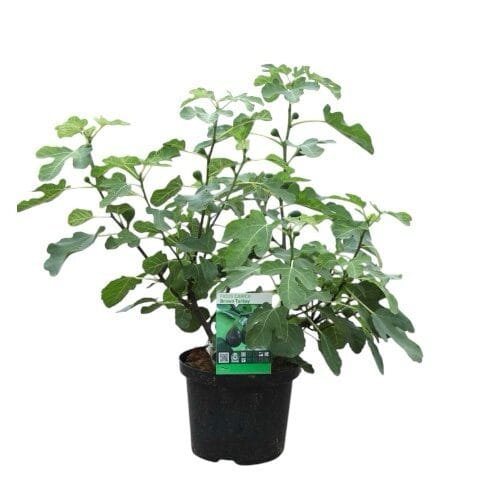 Ficus carica