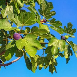 Ficus carica