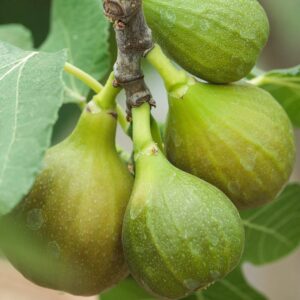 Ficus carica sp.