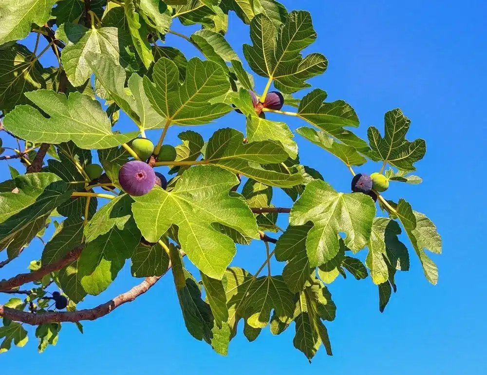 Ficus carica