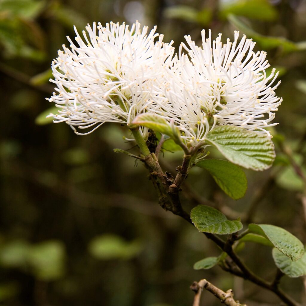 Fothergilla major