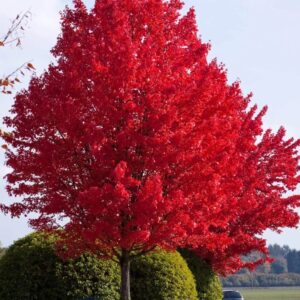 Freeman juhar (Acer freemanii 'Autumn Blaze')