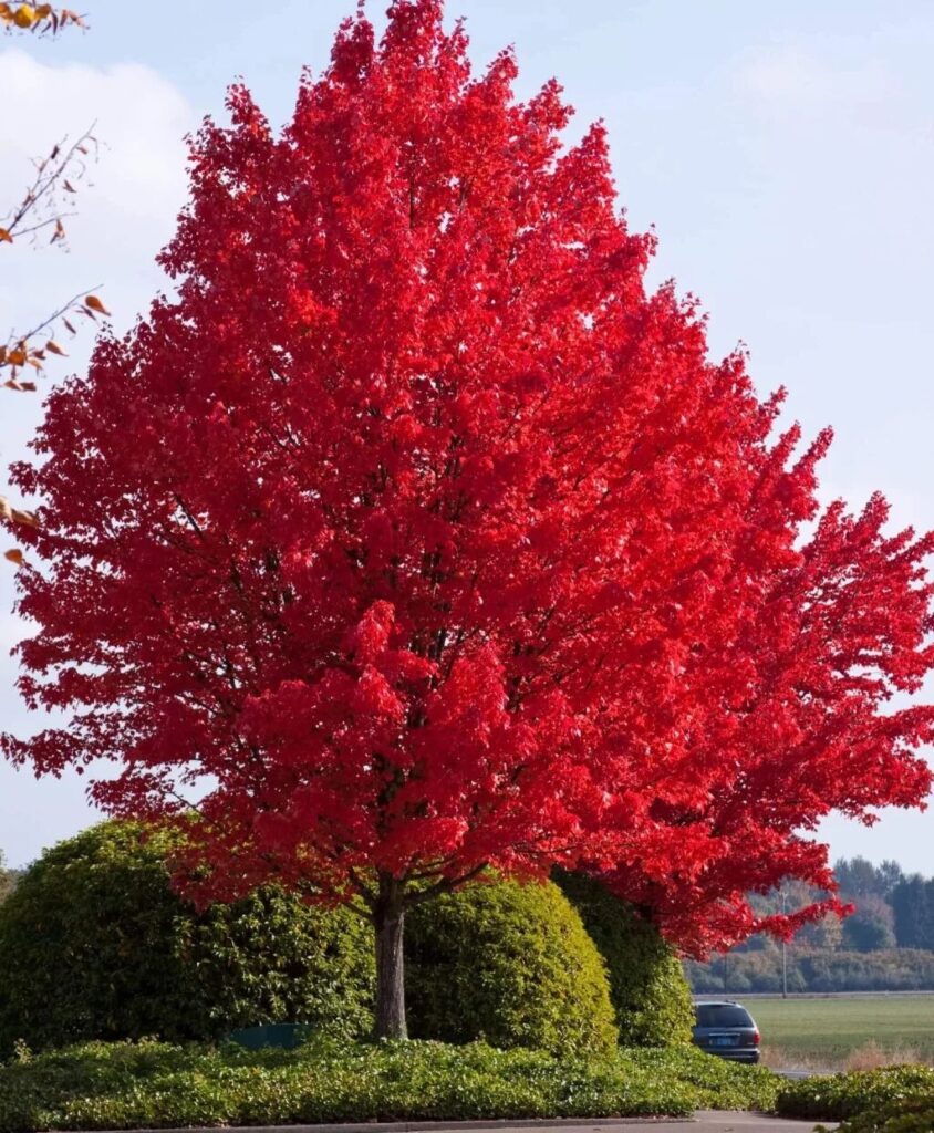 Freeman juhar (Acer freemanii 'Autumn Blaze')