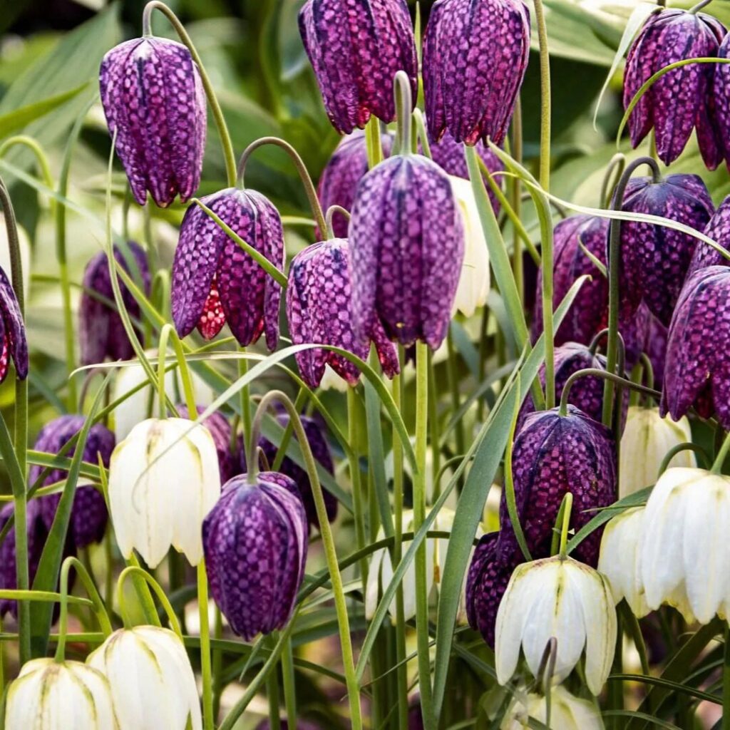Fritillaria meleagris mix