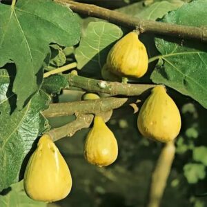 Füge (Ficus carica 'Brogiotto Bianco')