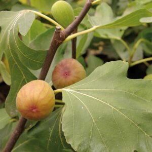 Füge (Ficus carica 'Goutte D'or')