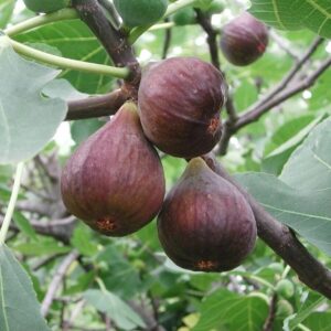 Füge (Ficus carica 'Helen')