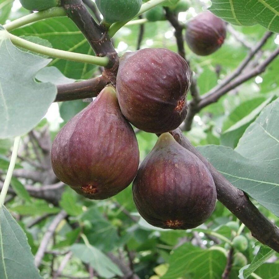 Füge (Ficus carica 'Helen')