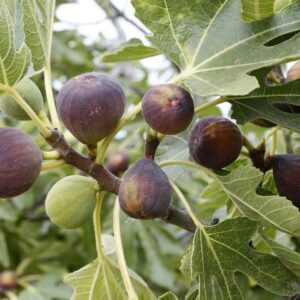 Füge (Ficus carica 'Ice Crystal')