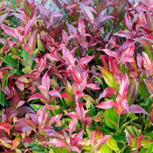 Fürtös hanga (Leucothoe 'Zeblid')