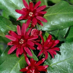 Fűszerbokor (Calycanthus floridus)
