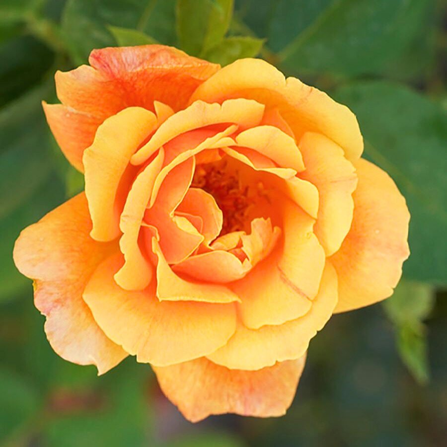 Futórózsa (Rosa 'Sutter's Gold')