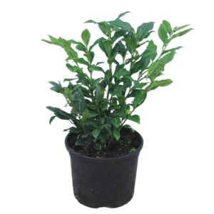 Fűz (Salix sp.)