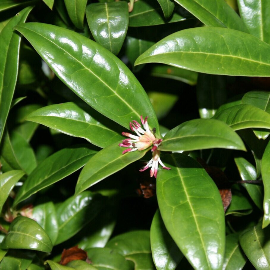 Fűz (Salix sp.)