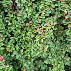 Fűzlevelű madárbirs (Cotoneaster salicifolius 'Congestus')