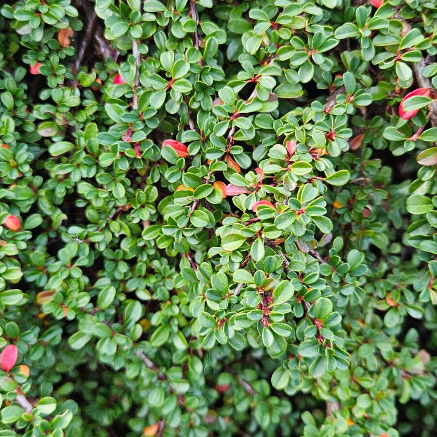 Fűzlevelű madárbirs (Cotoneaster salicifolius 'Congestus')