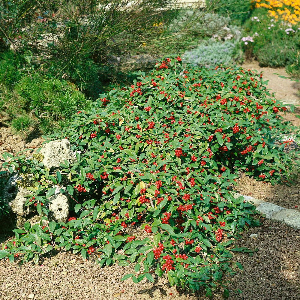 Fűzlevelű madárbirs (Cotoneaster salicifolius 'Herbstfeuer')
