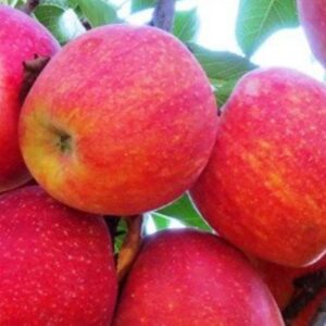 Gála alma (Malus domestica 'Gála Must')