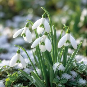 Galanthus elwesii 10 db