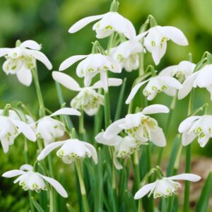 Galanthus flore pleno