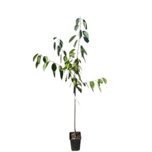Germersdorfi 3 cseresznye (Prunus avium 'Germersdorfi 3')