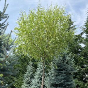 Gömb fehér fűz (Salix alba 'Corvinus')