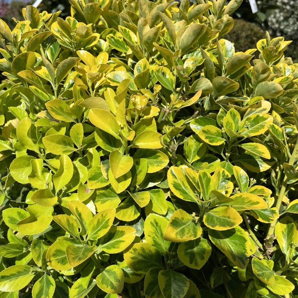 Gömb formájú japán kecskerágó (Euonymus japonicus 'Aureus')