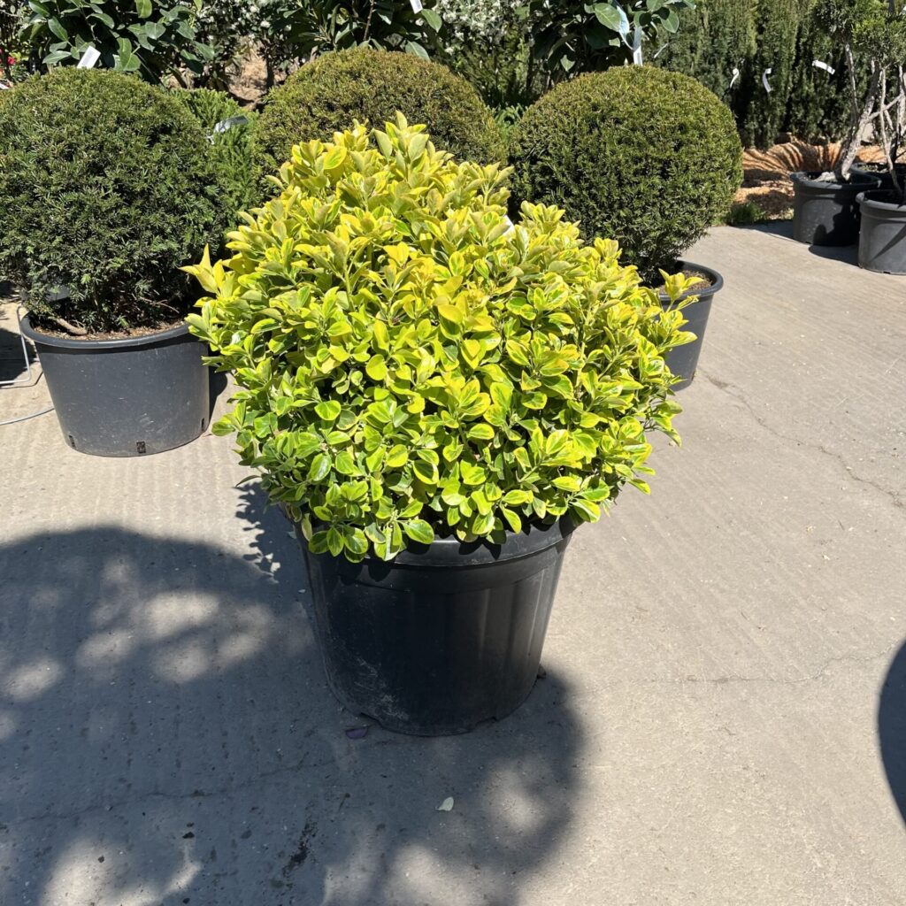 Gömb formájú japán kecskerágó (Euonymus japonicus 'Aureus')