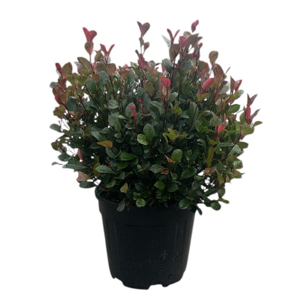Gömb formára nyírt korallberkenye (Photinia serrulata 'Little Red Robin')